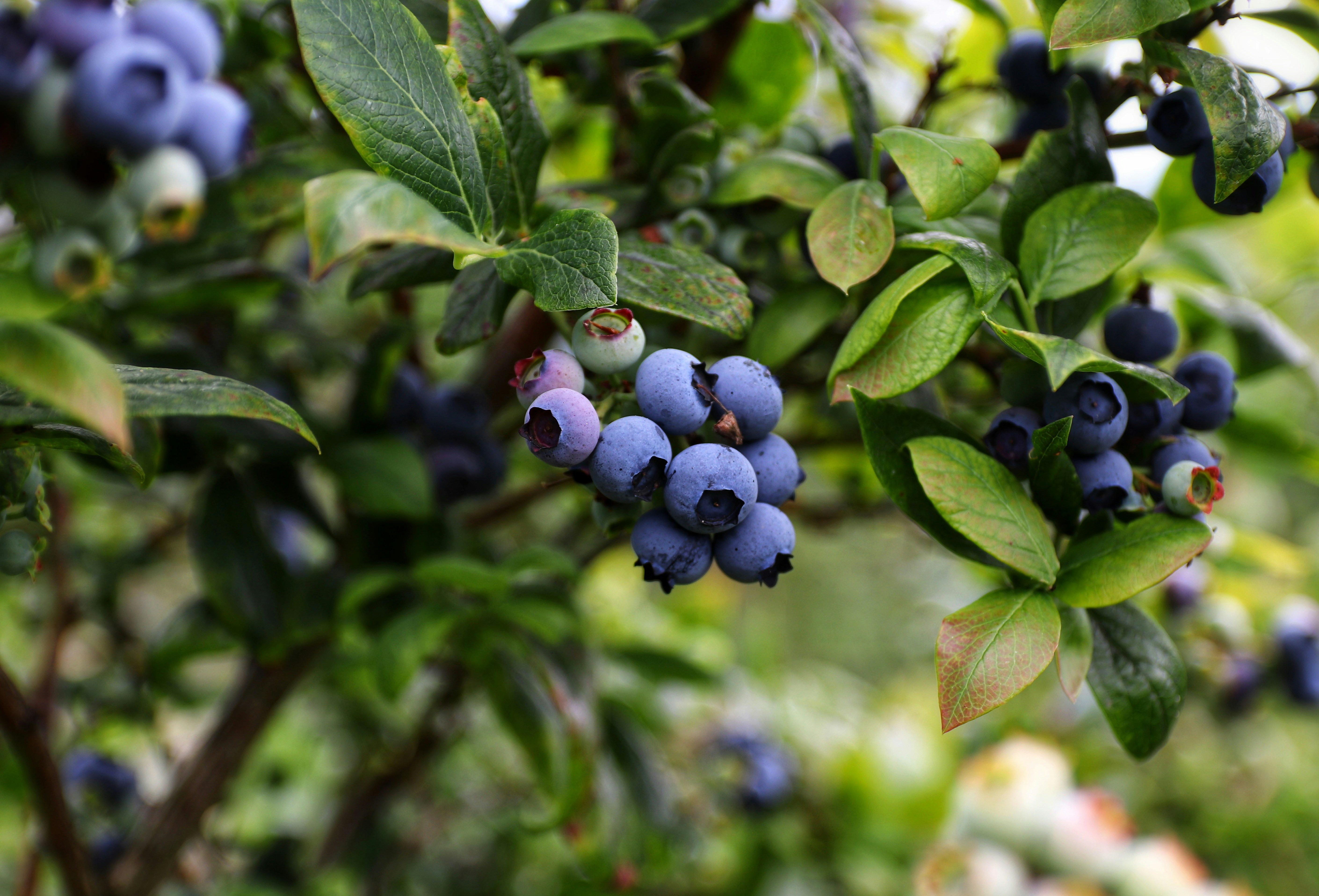 Some blueberries hanging from a branch.